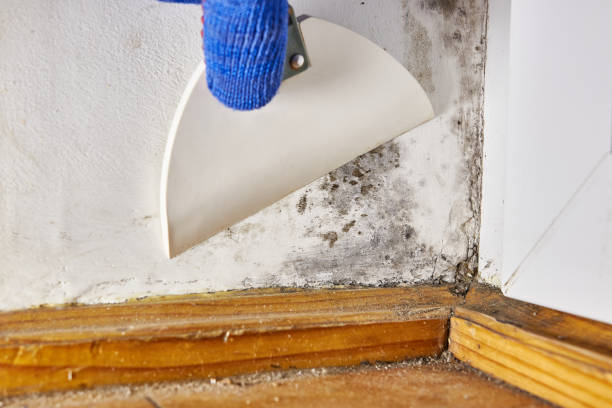 Best Real Estate Mold Inspection  in Terville, WA